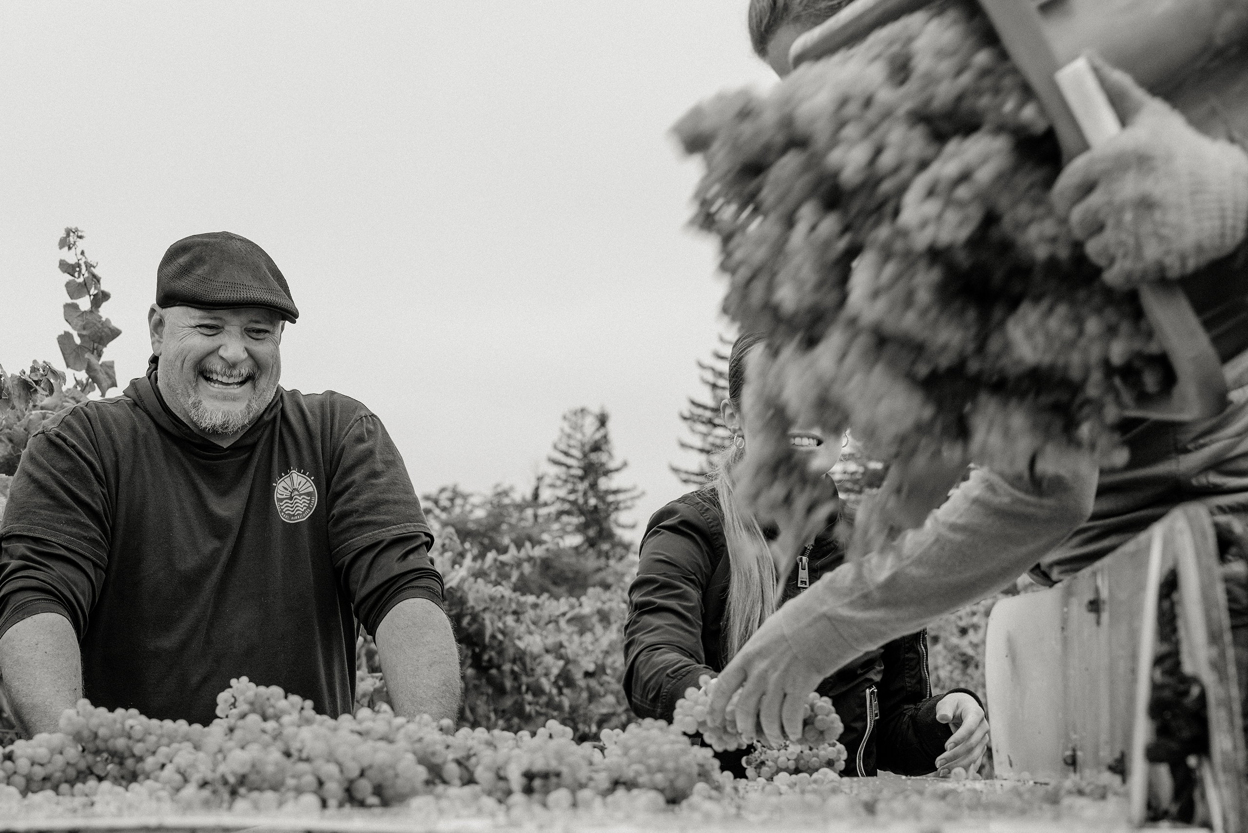 Haynes Vineyard crew in the vineyard at harvest