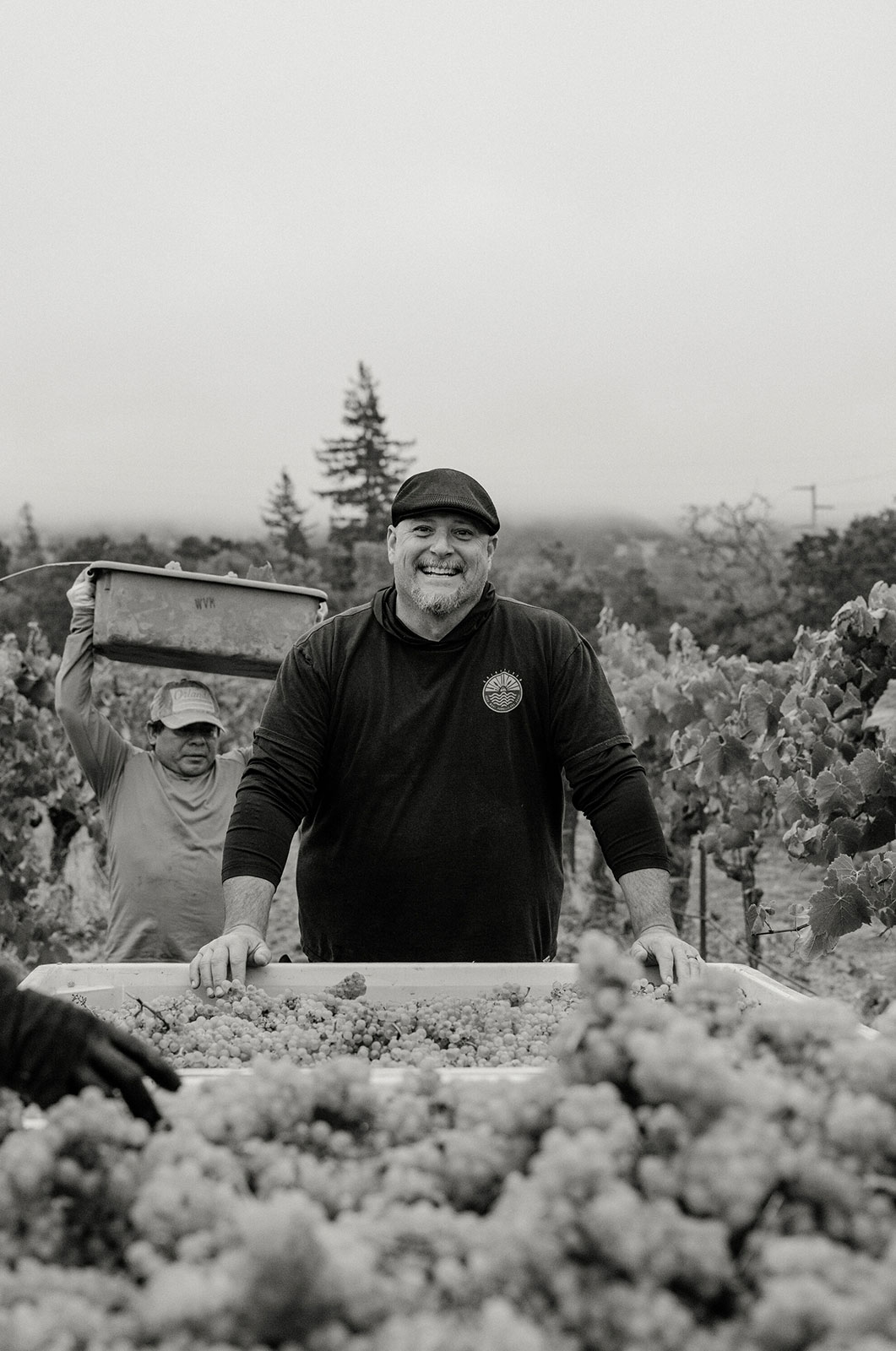 Haynes Vineyard