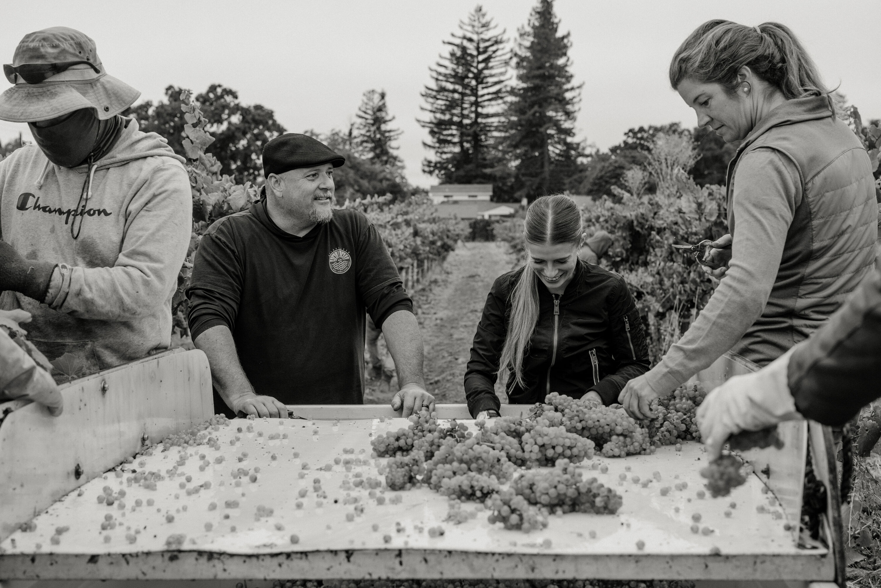 Haynes Vineyard crew in the vineyard at harvest