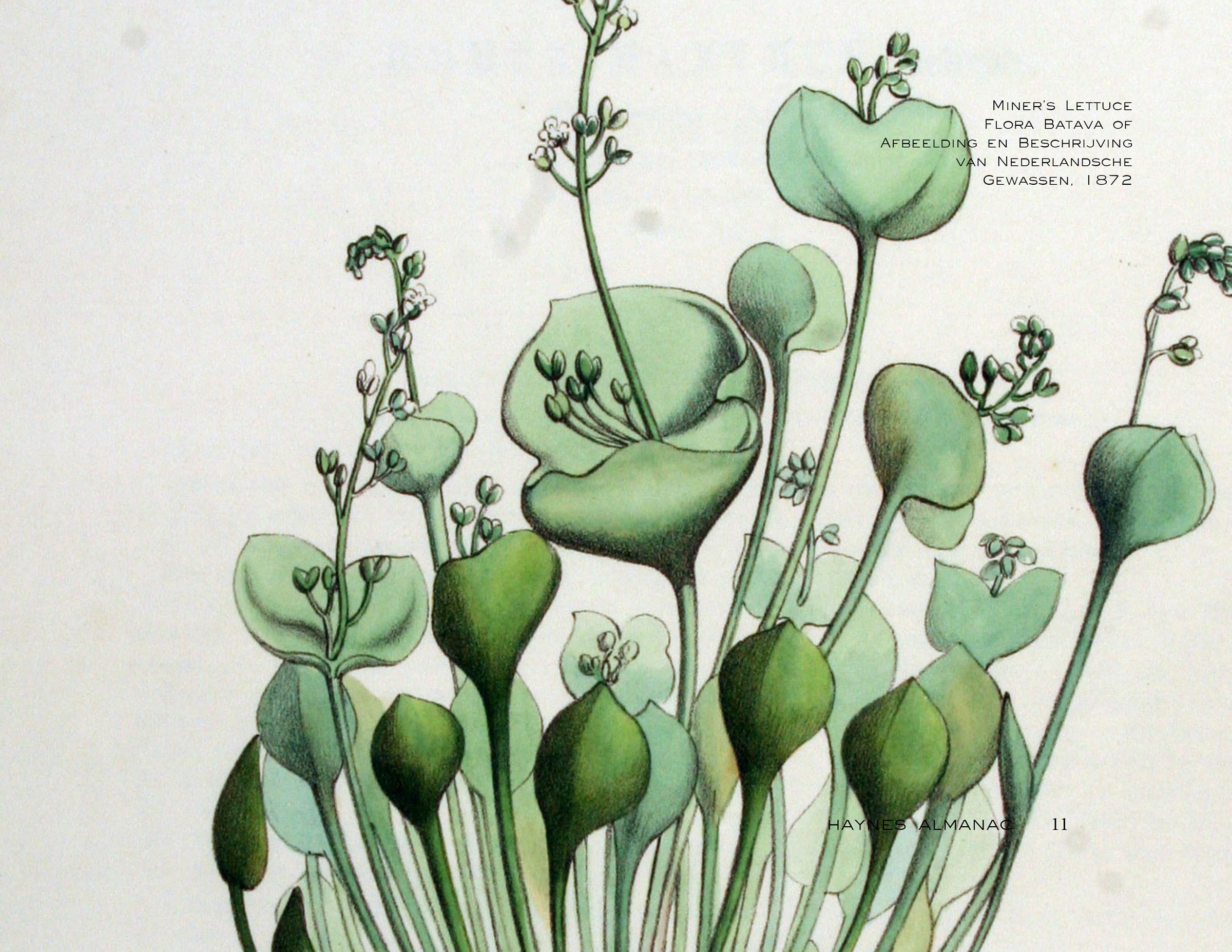 Almanac: Miner's Lettuce illustration