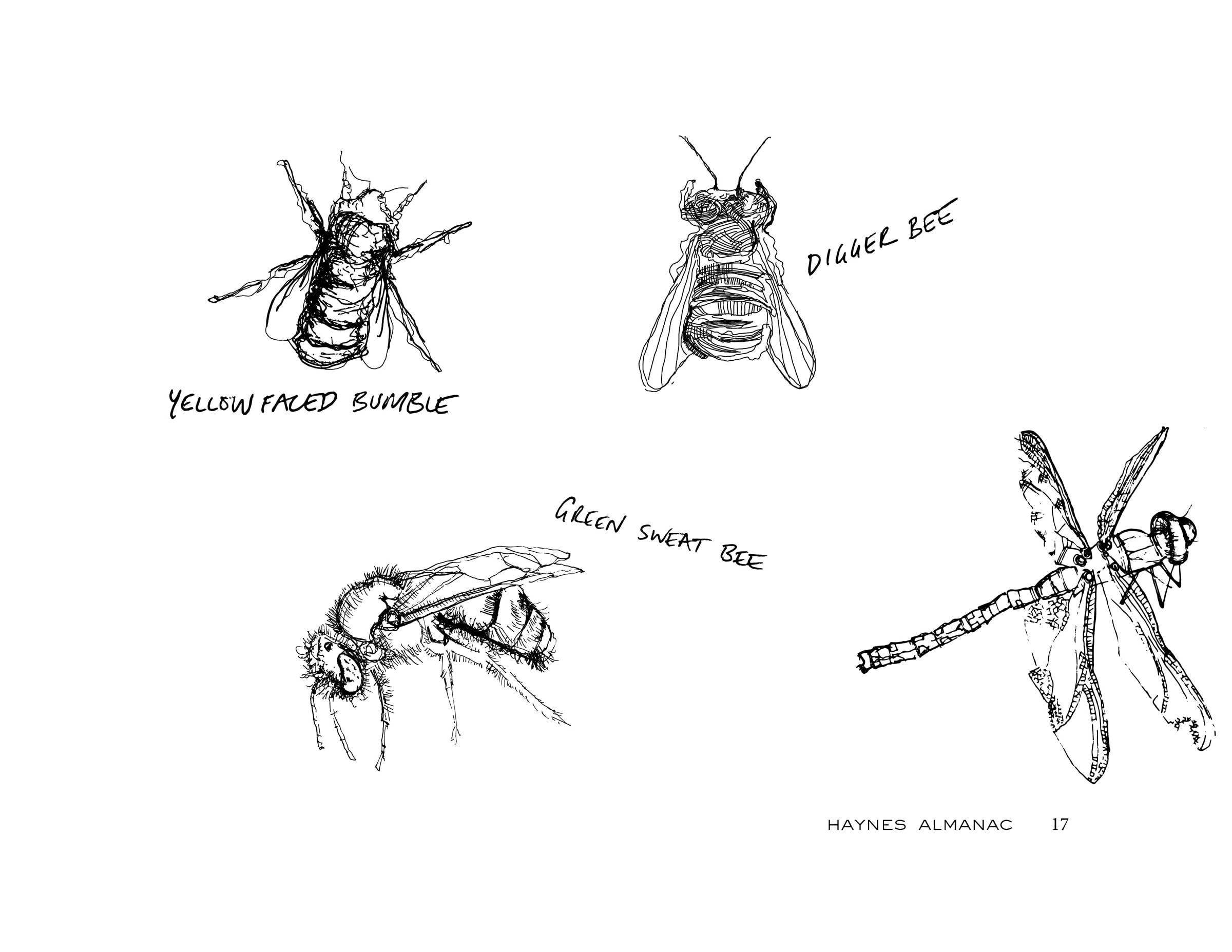 Almanac: insect illustrations