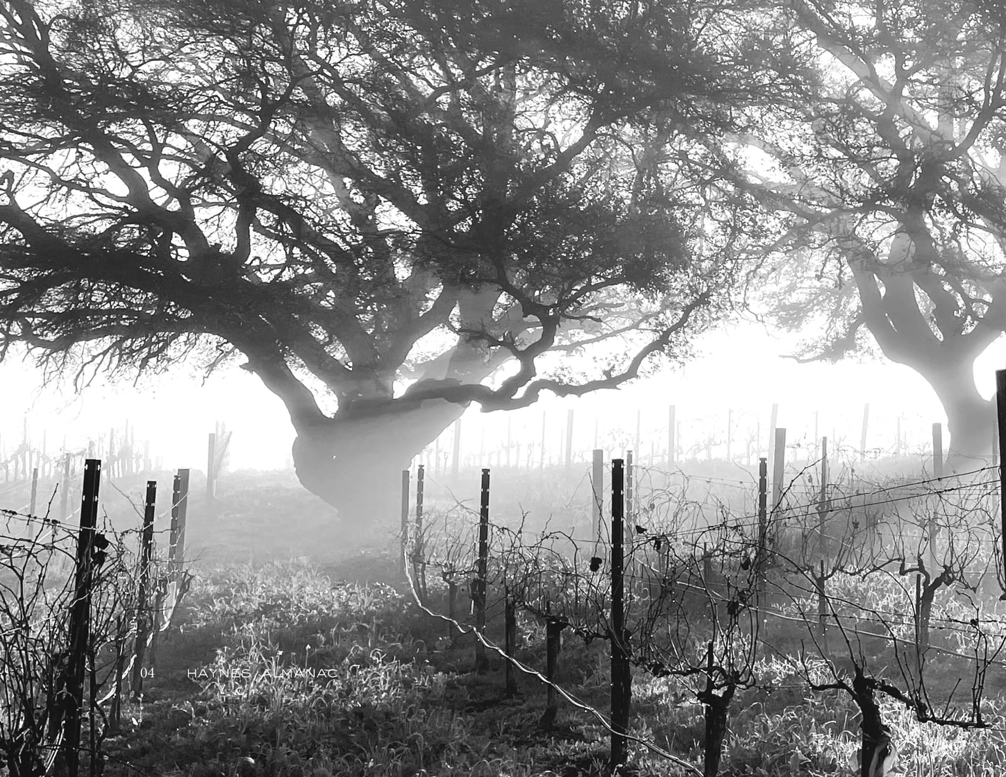 Vineyard seen through fog