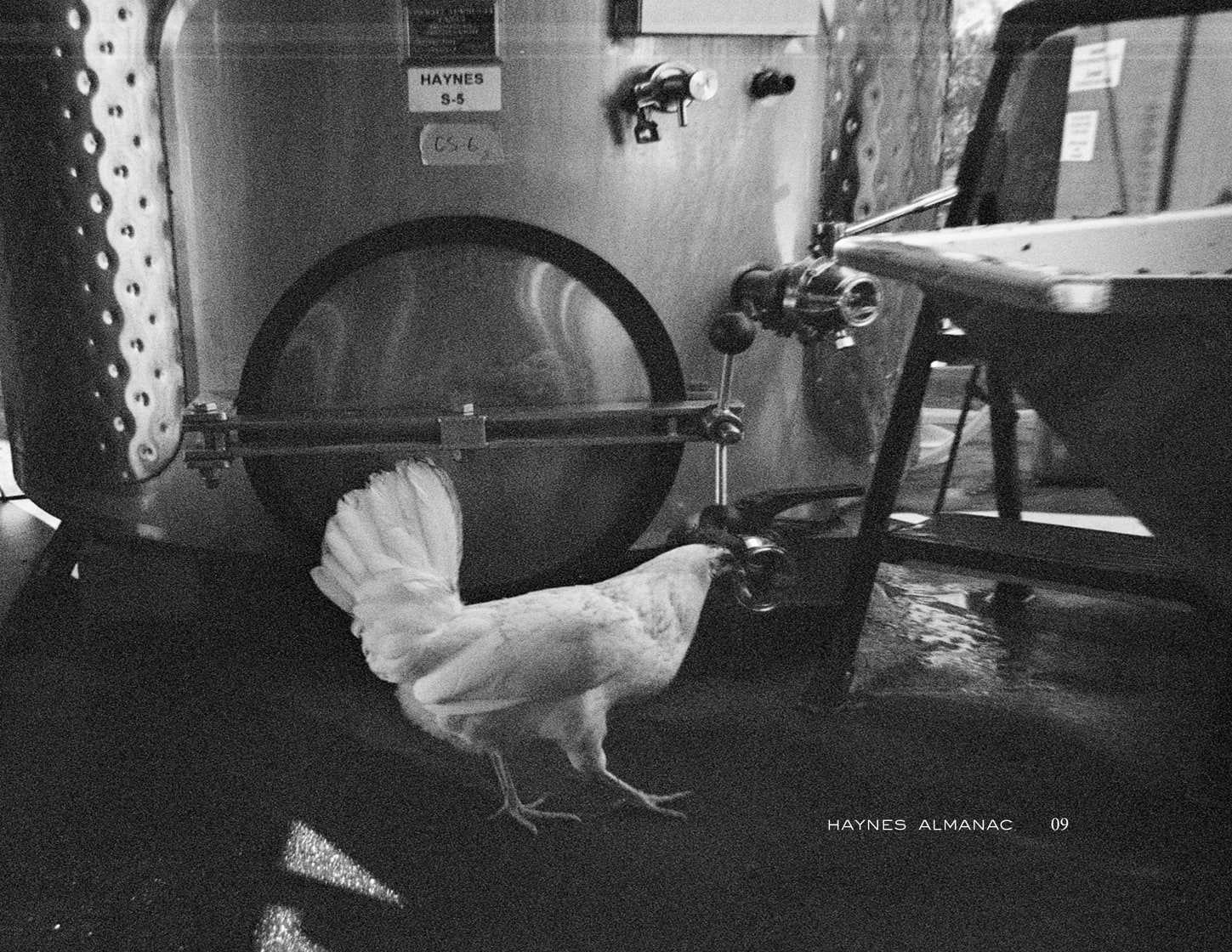 Chicken walking in from of a Haynes fermenting tank