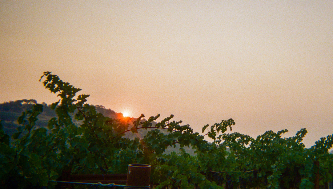 Sunset over the vineyard