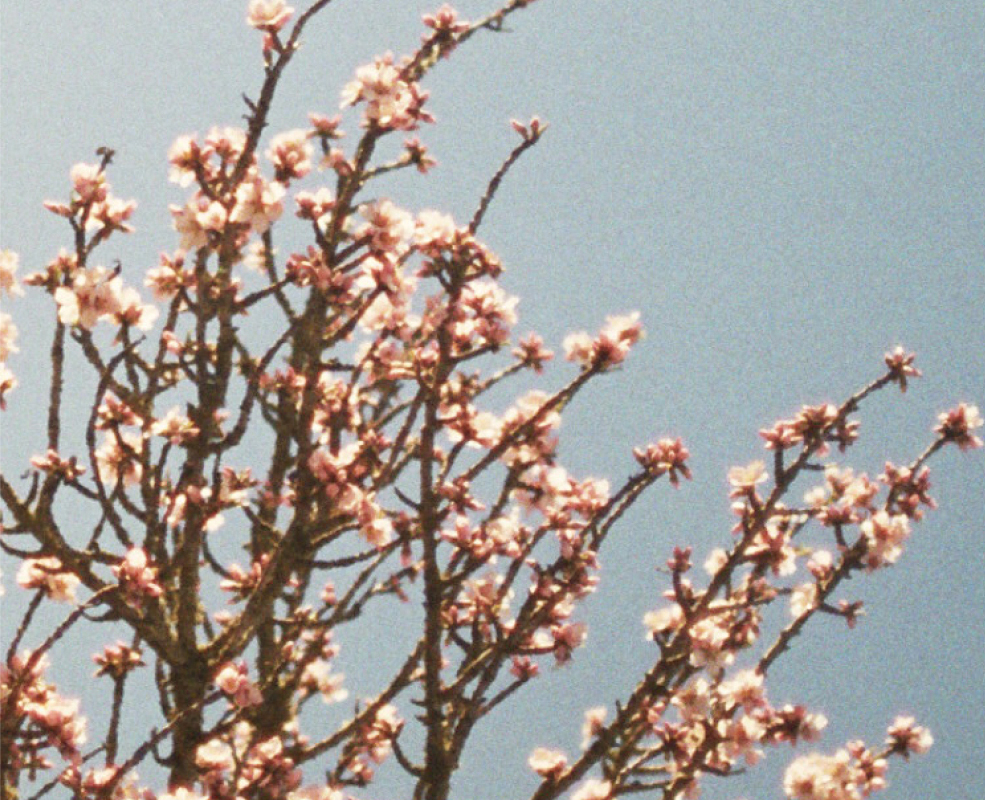 Flowering tree branches