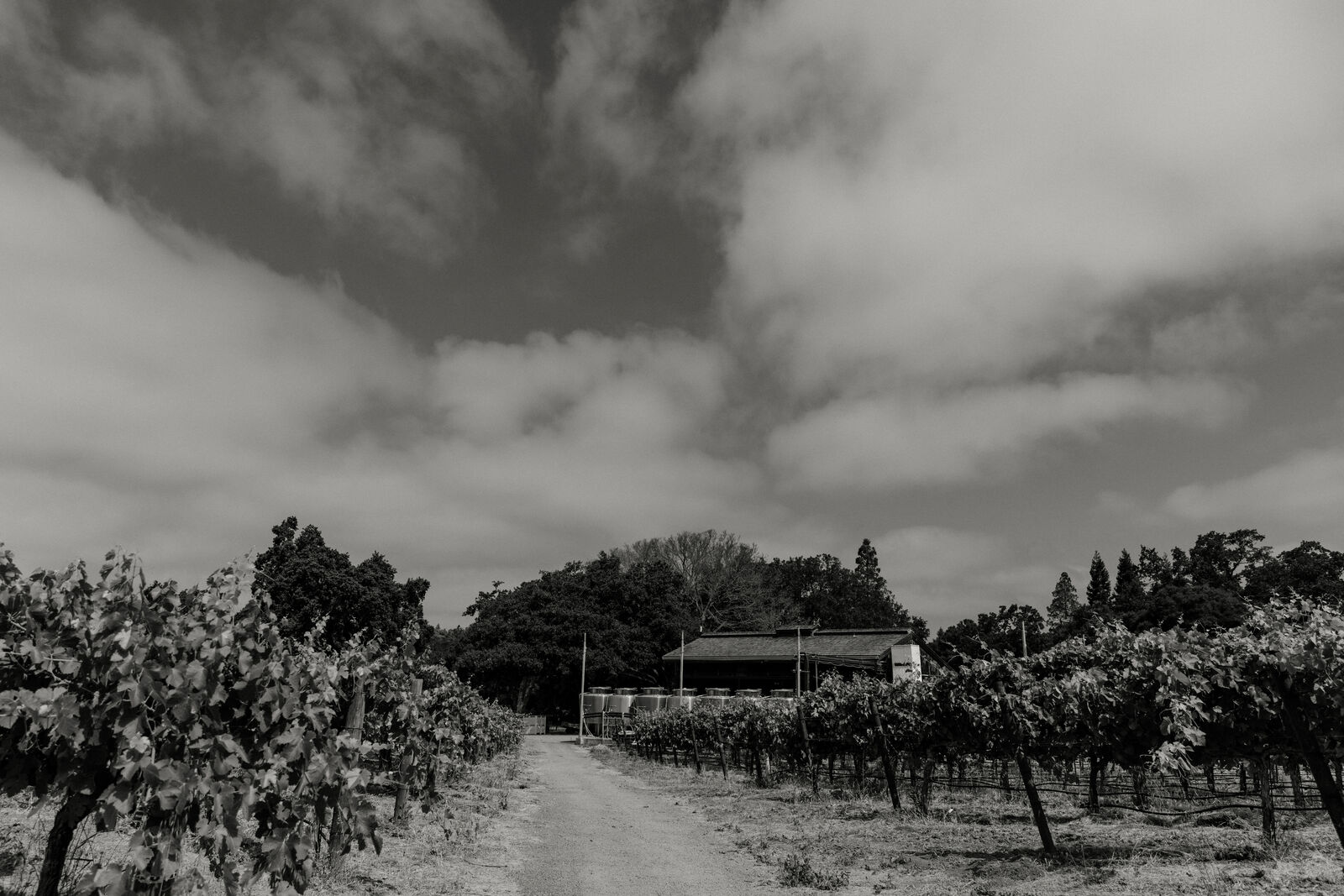 Haynes Vineyard
