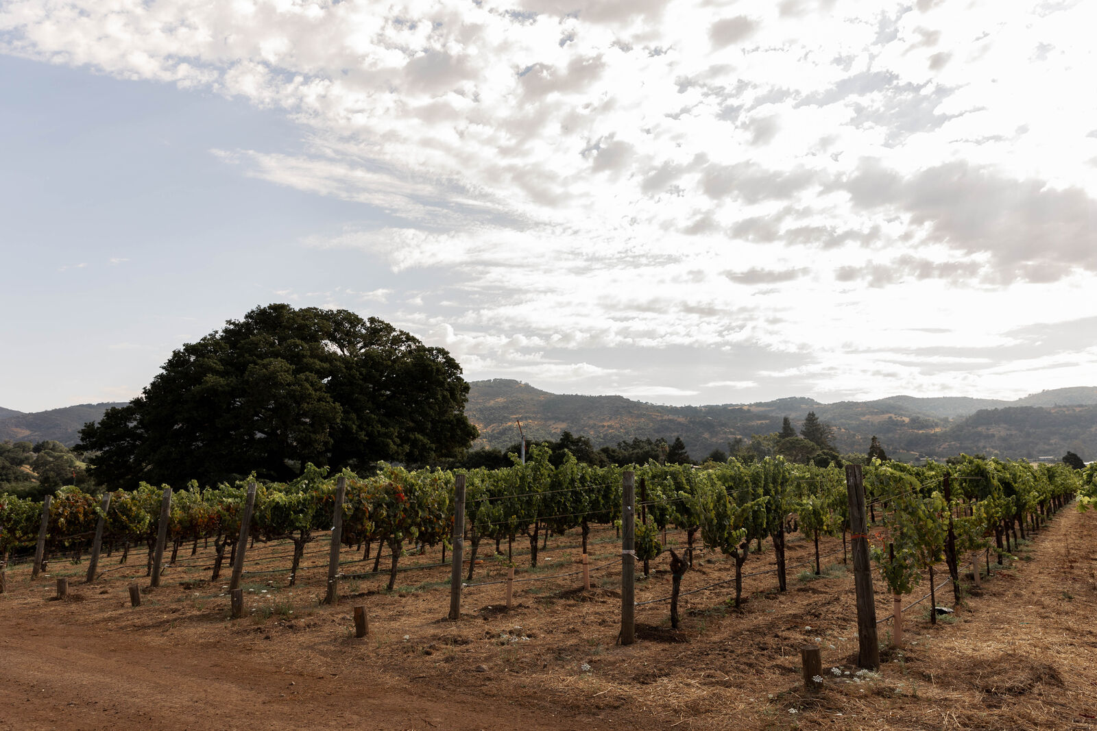 Haynes Vineyard