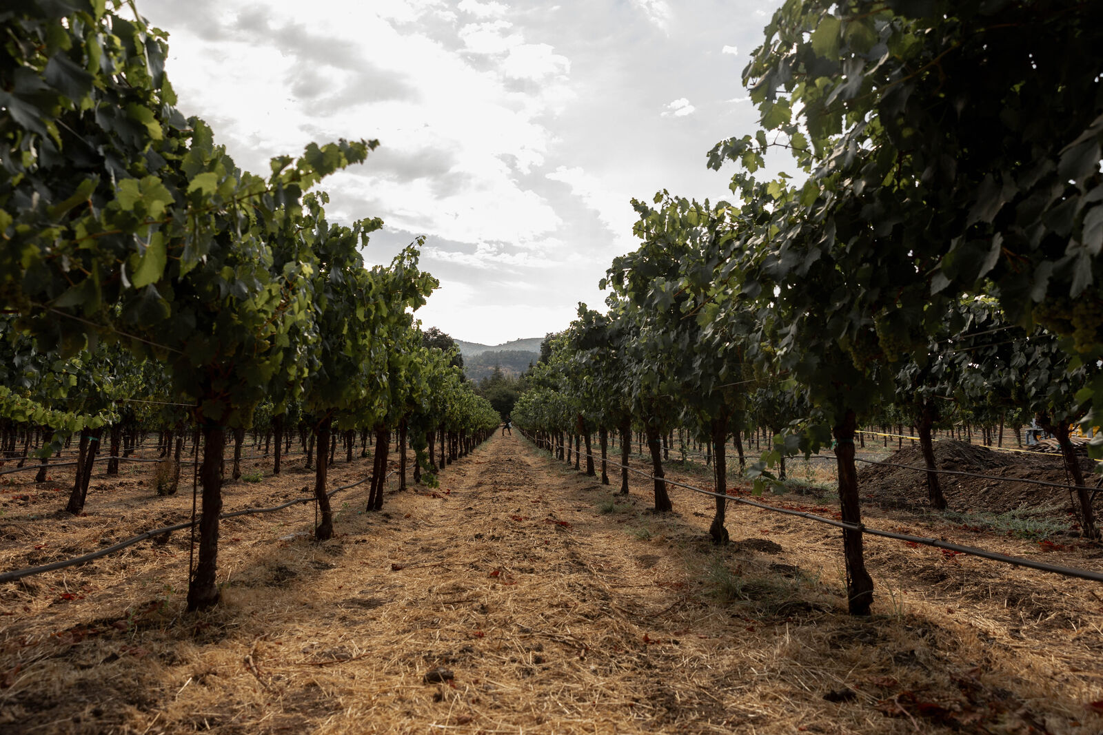 Haynes Vineyard