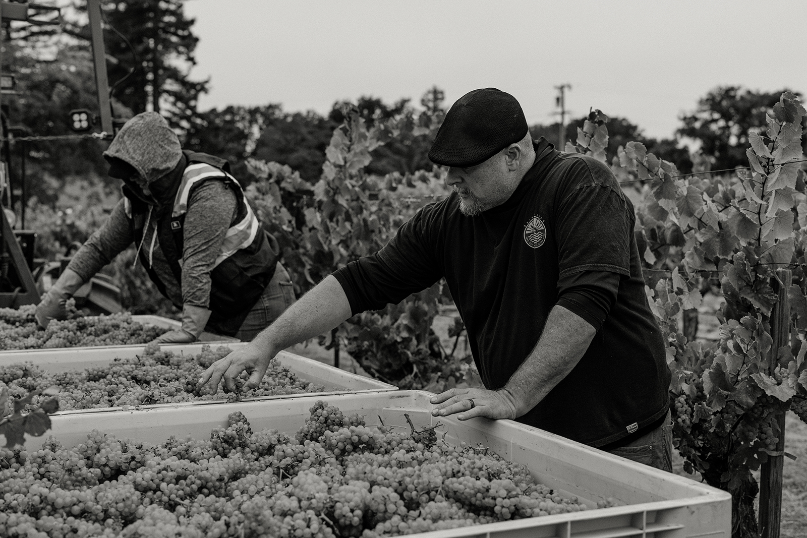 Haynes Vineyard Winemaker Matt Taylor, Harvest 2025